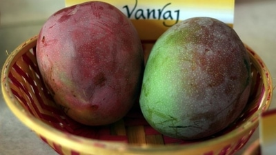 Vanraj: This variety of mango from Vadodra, Gujarat, is deep chrome with a blush of jasper red. Weighing about 500-600gm, it has brilliant yellow flesh with a flavourful profile that is between sweet and sour. The price of this mid-season mango is higher as compared to other varieties. Vanraj: This variety of mango from Vadodra, Gujarat, is deep chrome with a blush of jasper red. Weighing about 500-600gm, it has brilliant yellow flesh with a flavourful profile that is between sweet and sour. The price of this mid-season mango is higher as compared to other varieties.
