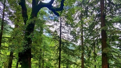 India plans to increase its forest and tree cover to 33% of its land area. (HT File Photo)