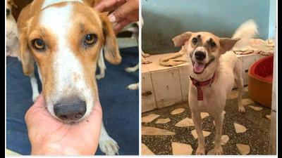 Volunteers in the city have joined hands together to help find forever homes for the rehabilitation of furry friends Volunteers in the city have joined hands together to help find forever homes for the rehabilitation of furry friends