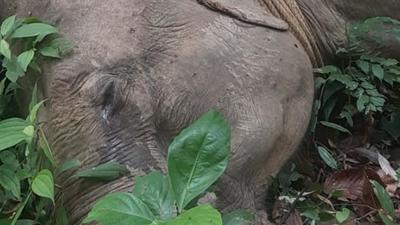 The elephant was being used by the smugglers for carrying logs felled illegally in the national park. (Sourced Photo) The elephant was being used by the smugglers for carrying logs felled illegally in the national park. (Sourced Photo)