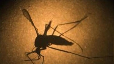 So far, 41 cases of the Zika virus disease have been detected in Kerala of which five were active as of Wednesday. (Representational image) So far, 41 cases of the Zika virus disease have been detected in Kerala of which five were active as of Wednesday. (Representational image)