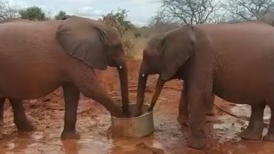 Elephant named Lekeni drinking water. (Instagram/@sheldricktrust)