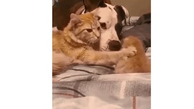 The image shows the mama cat introducing its kitten to the dog. (Reddit/@Bmchris44)