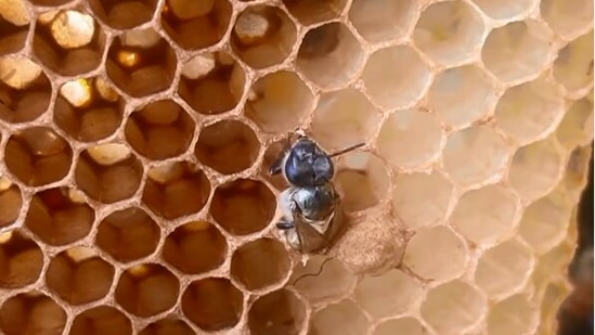 The image shows the newborn bee.(Instagram/@texasbeeworks)