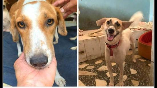 Long way home: Rescuers struggle to rehab dogs after SGACC shuts down | Latest News Delhi - Hindustan Times Long way home: Rescuers struggle to rehab dogs after SGACC shuts down | Latest News Delhi - Hindustan Times