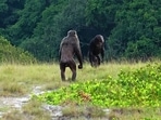Two adult males of the Rekambo community of the Loango Chimpanzee Project in Gabon checking the area.(LCP, Lara M. Southern) Two adult males of the Rekambo community of the Loango Chimpanzee Project in Gabon checking the area.(LCP, Lara M. Southern)