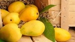 Rataul: Hailing from Baghpat, Uttar Pradesh, Rataul is a small, greenish yellow mango, with a rich orange, luscious pulp. Both India and Pakistan claim the mango to be their own. When Prime Minister Indira Gandhi received a box of Multani Anwar Ratauls from Pakistan’s President Muhammad Zia-ul-Haq, villagers in UP were quick to point out to Gandhi who the mango originally belonged to. Rataul: Hailing from Baghpat, Uttar Pradesh, Rataul is a small, greenish yellow mango, with a rich orange, luscious pulp. Both India and Pakistan claim the mango to be their own. When Prime Minister Indira Gandhi received a box of Multani Anwar Ratauls from Pakistan’s President Muhammad Zia-ul-Haq, villagers in UP were quick to point out to Gandhi who the mango originally belonged to.