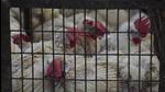 18 poultry farms in Gurugram were inspected. (Sanjeev Verma/HT Photo) 18 poultry farms in Gurugram were inspected. (Sanjeev Verma/HT Photo)