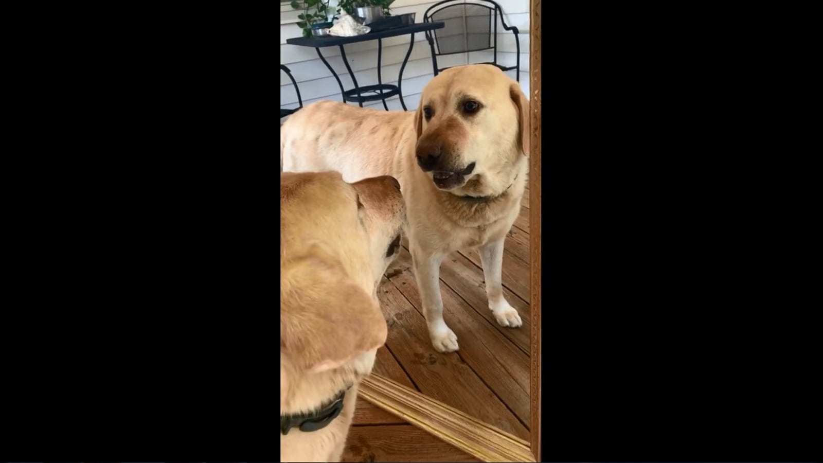 Dog isn't sure why the ‘other’ doggo is giving him so much attitude