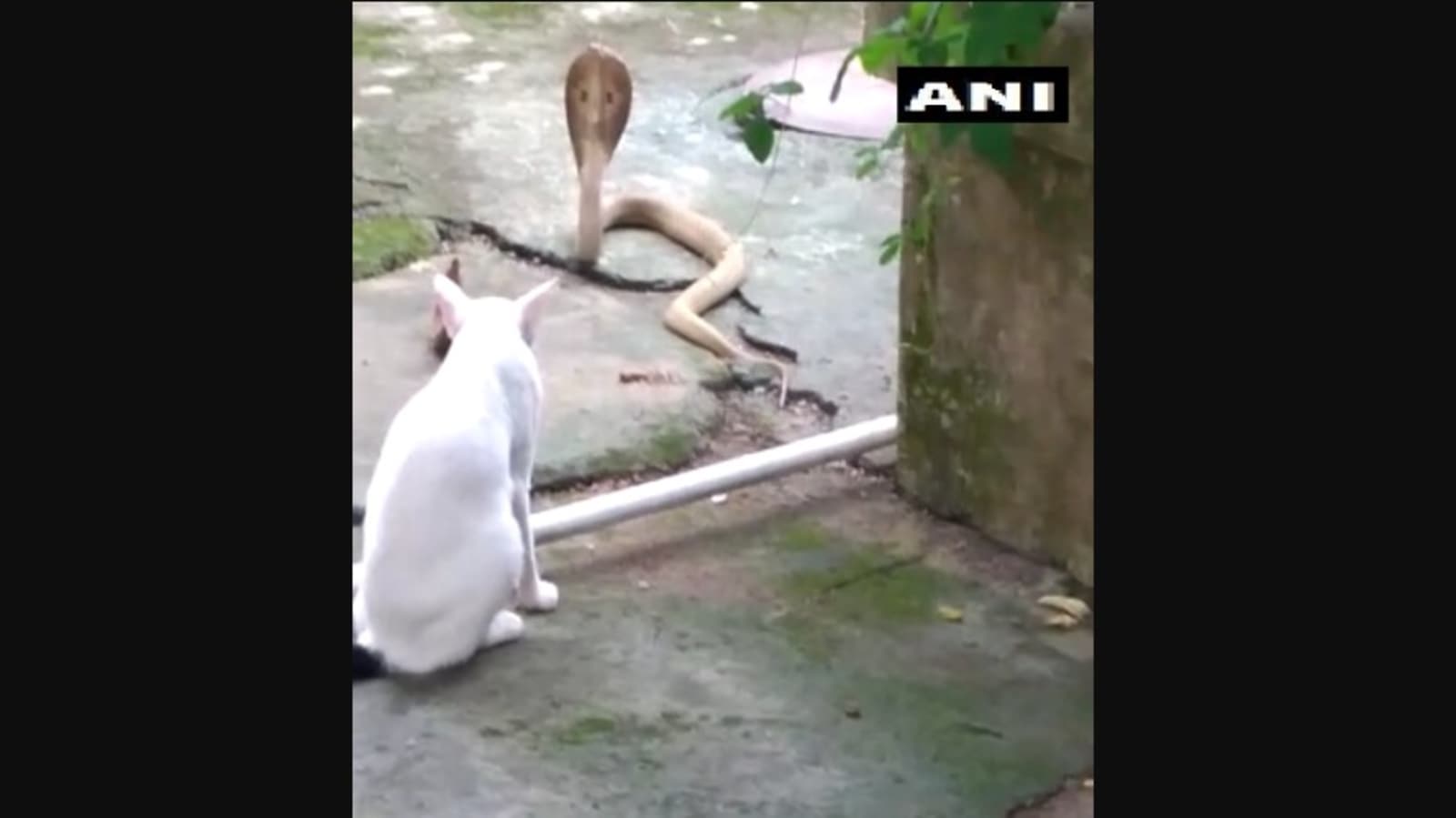 Pet cat stands guard, prevents cobra from entering a house in Odisha’s