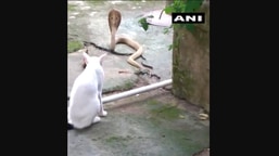The image shows the pet cat preventing the cobra from entering the house in Odisha’s Bhubaneswar.