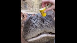 The image shows Fiona having a piece of fruit.