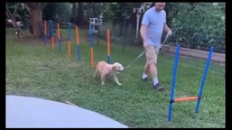 The image shows the doggo going around the obstacle course.