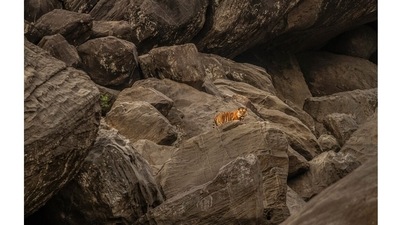 Satpura Tiger Reserve (Madhya Pradesh): The ancient forest, spread over 2,100 sq km, gets about 3.5 lakh tourists a year. Most visitors come to spot the site’s 14 endangered species, including the giant squirrel, the Indian skimmer and the leaf-nosed bat, its rare plants, if they’re lucky, a tiger. About 17% of India’s tigers are in this region. It is a part of many wildlife corridors that connect it with other tiger reserves and make it a crucial link in India’s increasingly moth-eaten network of bio-reserves. Also nestled within the Satpura reserve are 50 rock shelters containing art that dates to between 1,500 and 10,000 years ago. The eerie stick-figure drawings offer clues to how the region’s earliest settlers lived. (Satpura Tiger Reserve) Satpura Tiger Reserve (Madhya Pradesh): The ancient forest, spread over 2,100 sq km, gets about 3.5 lakh tourists a year. Most visitors come to spot the site’s 14 endangered species, including the giant squirrel, the Indian skimmer and the leaf-nosed bat, its rare plants, if they’re lucky, a tiger. About 17% of India’s tigers are in this region. It is a part of many wildlife corridors that connect it with other tiger reserves and make it a crucial link in India’s increasingly moth-eaten network of bio-reserves. Also nestled within the Satpura reserve are 50 rock shelters containing art that dates to between 1,500 and 10,000 years ago. The eerie stick-figure drawings offer clues to how the region’s earliest settlers lived. (Satpura Tiger Reserve)