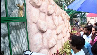 MNS president Raj Thackeray visited the new cat complex at Rajiv Gandhi zoo , on Wednesday. (Kalpesh Nukte/HT PHOTO) MNS president Raj Thackeray visited the new cat complex at Rajiv Gandhi zoo , on Wednesday. (Kalpesh Nukte/HT PHOTO)