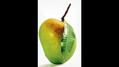 Alphonso: Originating from Ratnagiri, Maharashtra, the King of Mangoes is also known as Hapus in Marathi. Small, egg-shaped, sharply sweet with mellow tropical flavours and intense aroma, it is named after Portuguese General Afonso de Albuquerque, who helped establish Portuguese colonies in India in the 15th century. The Portuguese introduced grafting on mango trees to produce such extraordinary varieties. Alphonso: Originating from Ratnagiri, Maharashtra, the King of Mangoes is also known as Hapus in Marathi. Small, egg-shaped, sharply sweet with mellow tropical flavours and intense aroma, it is named after Portuguese General Afonso de Albuquerque, who helped establish Portuguese colonies in India in the 15th century. The Portuguese introduced grafting on mango trees to produce such extraordinary varieties.