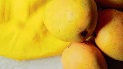 Badami: Nicknamed as the Alphonso of Karnataka, Badami has a pale yellow, thin skin through which it is easy to detect the softness of the flesh. The flesh is attractive yellow and orange coloured. Badami is almost totally fibreless, and this is what makes this variety stand apart. Badami: Nicknamed as the Alphonso of Karnataka, Badami has a pale yellow, thin skin through which it is easy to detect the softness of the flesh. The flesh is attractive yellow and orange coloured. Badami is almost totally fibreless, and this is what makes this variety stand apart.