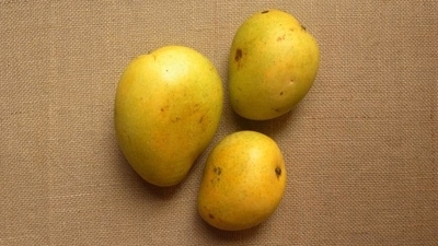 Banganapalli: Produced in Banganapalle town of Kurnool district in Andhra Pradesh, Banganapalli, also known as Safeda in Delhi and UP. With a pleasant aroma, thin, blemish-free skin and fibreless sweet yellow pulp, it is larger than Alphonso. This mango alone occupies 70% of the total mango cultivable area of the state. Rich in vitamin A and C, the mango is loaded with health benefits. It’s equally popular in Karnataka and Tamil Nadu. Banganapalli: Produced in Banganapalle town of Kurnool district in Andhra Pradesh, Banganapalli, also known as Safeda in Delhi and UP. With a pleasant aroma, thin, blemish-free skin and fibreless sweet yellow pulp, it is larger than Alphonso. This mango alone occupies 70% of the total mango cultivable area of the state. Rich in vitamin A and C, the mango is loaded with health benefits. It’s equally popular in Karnataka and Tamil Nadu.