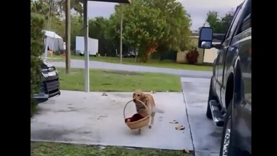 The image taken from the video shows the dog carrying a basket. (Screengrab)