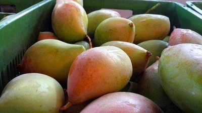 Kilichundan: They are relatively large in size and are sold in huge quantities in various regions of Kerala. The fruit resembles the beak of a bird, and this is exactly what Kilichundan means in the Malayalam language, hence the name. The tree is medium in size and bears a lot of greenish-yellow mangoes. This fruit is used in houses and restaurants to prepare mango curries and pickles. It’s one of the most loved varieties of Kerala. Kilichundan: They are relatively large in size and are sold in huge quantities in various regions of Kerala. The fruit resembles the beak of a bird, and this is exactly what Kilichundan means in the Malayalam language, hence the name. The tree is medium in size and bears a lot of greenish-yellow mangoes. This fruit is used in houses and restaurants to prepare mango curries and pickles. It’s one of the most loved varieties of Kerala.