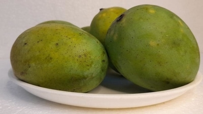 Langra: This refreshing green variety from Uttar Pradesh has a fibre-less sugary flesh. It has a strong smell when it ripens. It is believed to have originated in Banaras (now Varanasi). It is said that a lame man from Banaras, named Langra, planted its seed in his garden. Over a period of time, his mangoes gained fame. Langra: This refreshing green variety from Uttar Pradesh has a fibre-less sugary flesh. It has a strong smell when it ripens. It is believed to have originated in Banaras (now Varanasi). It is said that a lame man from Banaras, named Langra, planted its seed in his garden. Over a period of time, his mangoes gained fame.