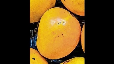 Mankurad: This variety from Goa has a uniform yellow colour, less fibre and balanced sugar. Popular in Maharashtra as well, its sweet and sour flavour makes it unique. The Portuguese named it Malcorado and with time, the name changed to Mankurad. A mid-season fruit (March to April), it’s considered the king of mangoes in Goa. It is said that this mango can fill the entire house with its aroma. Mankurad: This variety from Goa has a uniform yellow colour, less fibre and balanced sugar. Popular in Maharashtra as well, its sweet and sour flavour makes it unique. The Portuguese named it Malcorado and with time, the name changed to Mankurad. A mid-season fruit (March to April), it’s considered the king of mangoes in Goa. It is said that this mango can fill the entire house with its aroma.