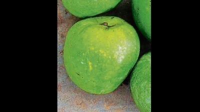 Mulgoa: Also known as Malgova or Malgoba, it is cultivated in Salem, Dharmapuri and Krishnagiri in Tamil Nadu. Round-oblique in shape, it is one of the biggest variants to be found. A ripe fruit weighs up to 500gm. Flavourful, fibreless, yellow and soft, it has a sweet flesh. It’s among the few South Indian mangoes that have gained global recognition. Mulgoas were among the first Indian mangoes to be grown commercially in the USA. Mulgoa: Also known as Malgova or Malgoba, it is cultivated in Salem, Dharmapuri and Krishnagiri in Tamil Nadu. Round-oblique in shape, it is one of the biggest variants to be found. A ripe fruit weighs up to 500gm. Flavourful, fibreless, yellow and soft, it has a sweet flesh. It’s among the few South Indian mangoes that have gained global recognition. Mulgoas were among the first Indian mangoes to be grown commercially in the USA.