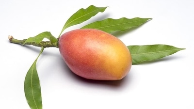 Totapuri: The electronic city, Bengaluru, is famous for its Totapuri mangoes that are also called Bangalora and Sandersha. This medium to large sized mango (6-8 inches long) is grown mostly in Karnataka, Andhra Pradesh and Tamil Nadu. The fruit has a tangy flavour and is perfectly suited for conversion to juices, nectars, drinks, jams, fruit cheese or dessert. It can also be used in puddings and bakery fillings. Totapuri: The electronic city, Bengaluru, is famous for its Totapuri mangoes that are also called Bangalora and Sandersha. This medium to large sized mango (6-8 inches long) is grown mostly in Karnataka, Andhra Pradesh and Tamil Nadu. The fruit has a tangy flavour and is perfectly suited for conversion to juices, nectars, drinks, jams, fruit cheese or dessert. It can also be used in puddings and bakery fillings.