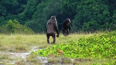 Two adult males of the Rekambo community of the Loango Chimpanzee Project in Gabon checking the area. (LCP, Lara M. Southern) Two adult males of the Rekambo community of the Loango Chimpanzee Project in Gabon checking the area. (LCP, Lara M. Southern)