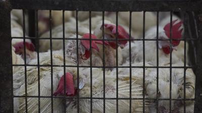 18 poultry farms in Gurugram were inspected. (Sanjeev Verma/HT Photo) 18 poultry farms in Gurugram were inspected. (Sanjeev Verma/HT Photo)