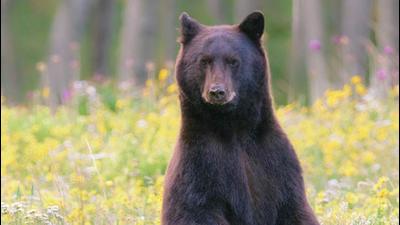Representational Image. (Shutterstock)