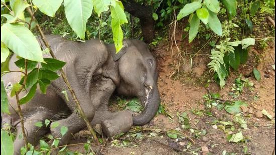 Elephant found dead in Jharkhand’s Palamu Tiger Reserve, third this year