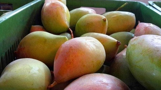 Kilichundan: They are relatively large in size and are sold in huge quantities in various regions of Kerala. The fruit resembles the beak of a bird, and this is exactly what Kilichundan means in the Malayalam language, hence the name. The tree is medium in size and bears a lot of greenish-yellow mangoes. This fruit is used in houses and restaurants to prepare mango curries and pickles. It’s one of the most loved varieties of Kerala.