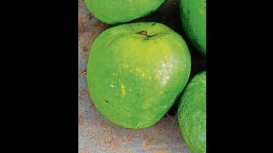 Mulgoa: Also known as Malgova or Malgoba, it is cultivated in Salem, Dharmapuri and Krishnagiri in Tamil Nadu. Round-oblique in shape, it is one of the biggest variants to be found. A ripe fruit weighs up to 500gm. Flavourful, fibreless, yellow and soft, it has a sweet flesh. It’s among the few South Indian mangoes that have gained global recognition. Mulgoas were among the first Indian mangoes to be grown commercially in the USA.