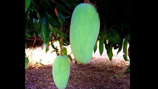 Noorjahan: This mango from Alirajpur district, Madhya Pradesh, costs up to <span class='webrupee'>₹</span>1,500 per piece. Weighing almost 3-3.5kg, these mangoes are considered to be the biggest in the country. Named after the Mughal queen, Noorjahan, it’s believed that this variety made its way from Afghanistan to Madhya Pradesh via Gujarat. The mangoes are juicy and their look and taste reminds one of saffron. The fruit’s skin is thin and the seed is small.