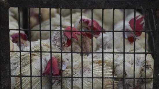 18 poultry farms in Gurugram were inspected. (Sanjeev Verma/HT Photo) 18 poultry farms in Gurugram were inspected. (Sanjeev Verma/HT Photo)