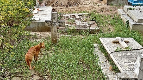 This evening, a brown cat with unusually huge whiskers is making her way through the tombstones. This evening, a brown cat with unusually huge whiskers is making her way through the tombstones.