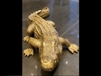 The 'realistic fake' alligator. (Twitter/@JDoucette2050) The 'realistic fake' alligator. (Twitter/@JDoucette2050)