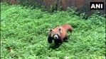 The image shows the mama red panda who gave birth to a cub at Darjeeling zoo.(Twitter/@ANI) The image shows the mama red panda who gave birth to a cub at Darjeeling zoo.(Twitter/@ANI)