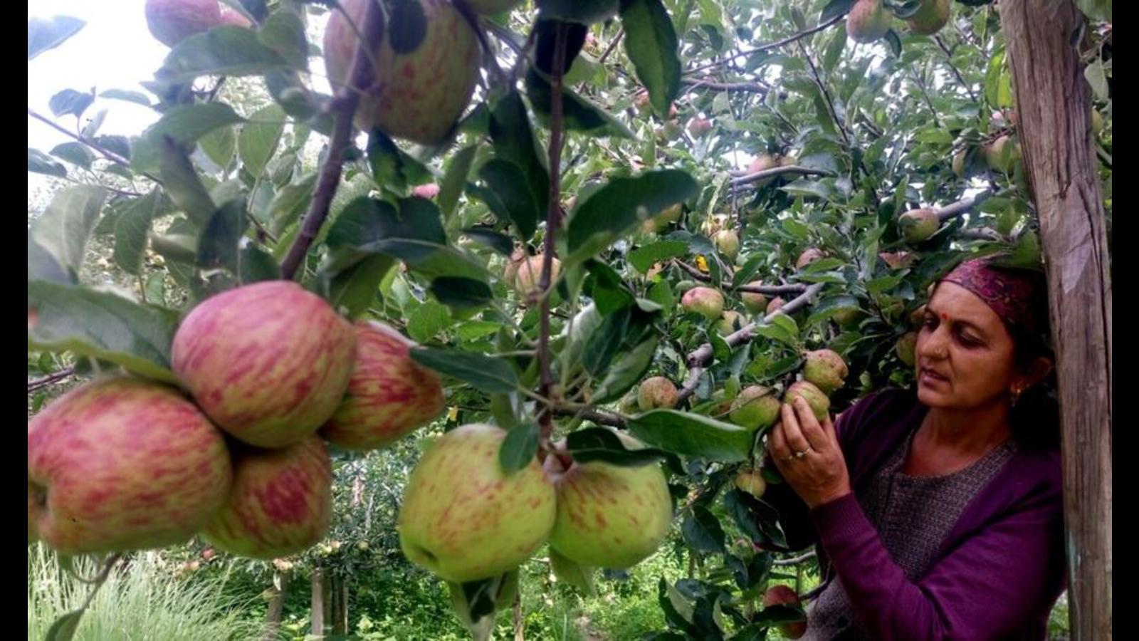 Kangana Ranaut cerca di erigere un memoriale per il pioniere delle mele a Himachal Stokes