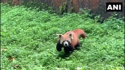 The image shows the mama red panda who gave birth to a cub at Darjeeling zoo.