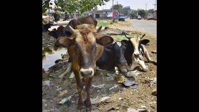 With the MC failing to provide shelter to the animals, hundreds of cattle can be seen dotting roads, streets and chowks across Ludhiana. (HT file) With the MC failing to provide shelter to the animals, hundreds of cattle can be seen dotting roads, streets and chowks across Ludhiana. (HT file)