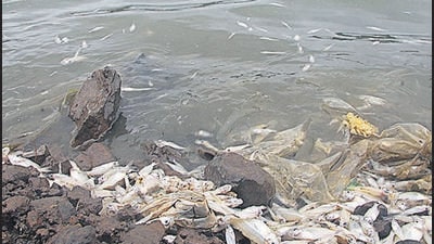 Dead fish on the Pune’s Jambhulwadi lake in Katraj on Thursday morning. (RAVINDRA JOSHI/HT)