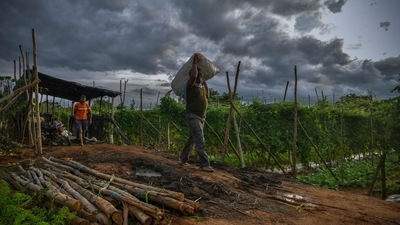 A farm worker carries a sack filled with vegetables harvested in a field on the outskirts of Bangalore on July 15, 2021. (AFP) A farm worker carries a sack filled with vegetables harvested in a field on the outskirts of Bangalore on July 15, 2021. (AFP)