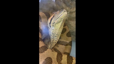 The image shows an anaconda named Ivy. (Instagram/@snakebytestv)