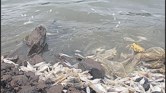 Dead fish on the Pune’s Jambhulwadi lake in Katraj on Thursday morning. (RAVINDRA JOSHI/HT)