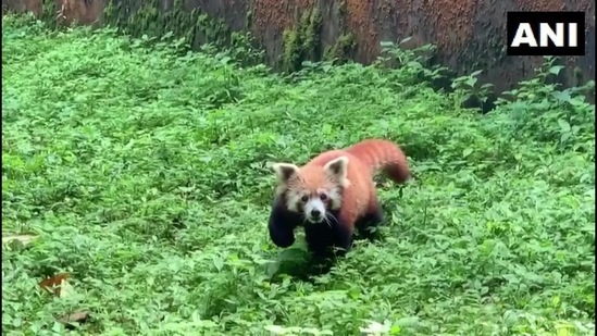 The image shows the mama red panda who gave birth to a cub at Darjeeling zoo.(Twitter/@ANI)