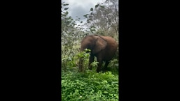 The image shows an elephant named Ziwadi in the forest.