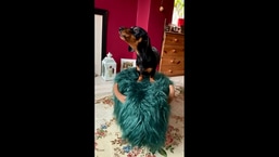 The image shows the miniature dachshund named Sidney.