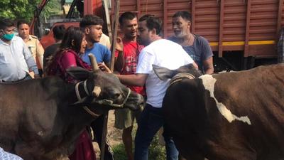 MC team and Congress leader Gaurav Bhatti (in white t-shirt) carrying out the cattle lifting drive in Jamalpur area, Ludhiana, on Saturday.The slum dwellers resisted the drive but were pacified by the police force.